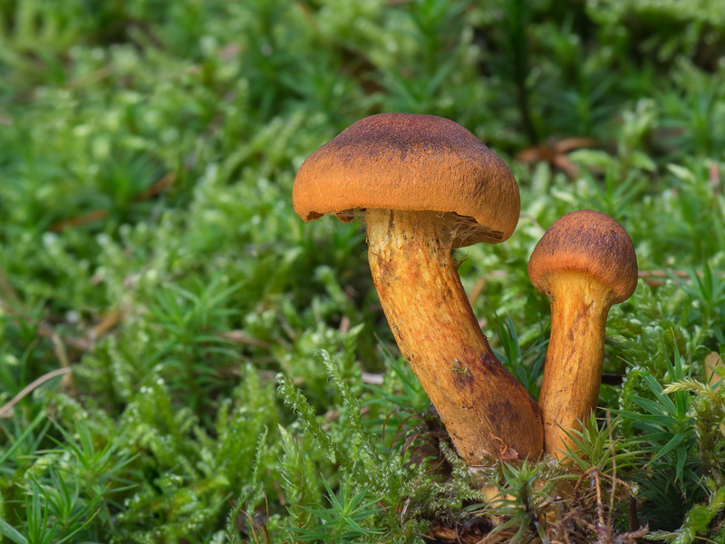 Cortinarius malicorius